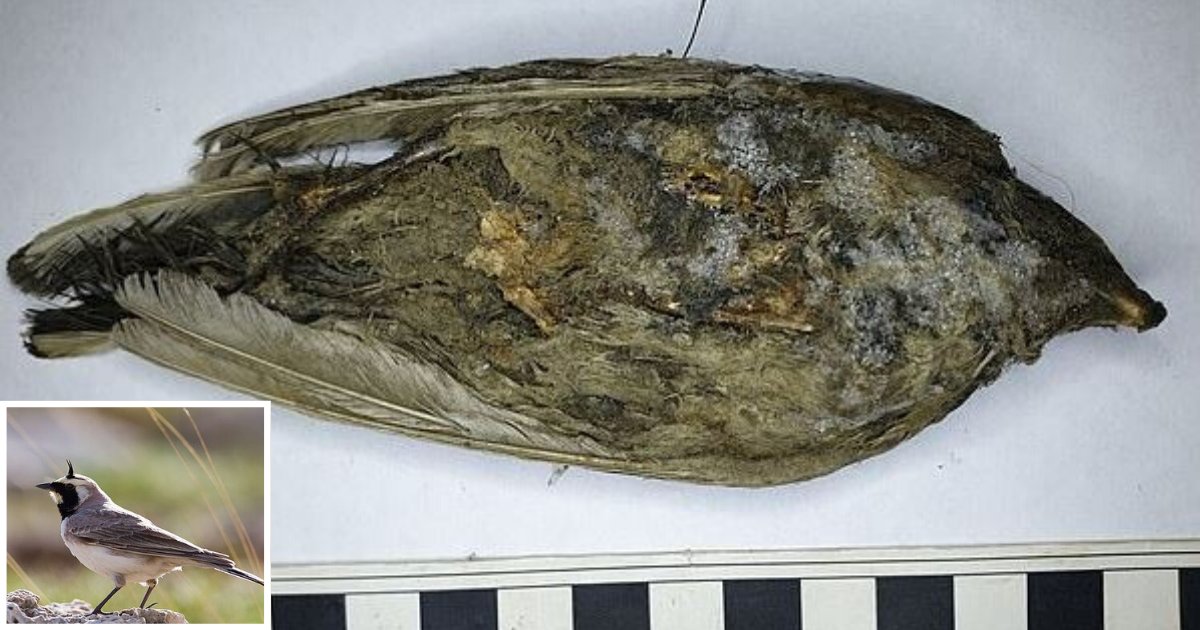 d2 6.png?resize=412,275 - This Frozen Bird Found Was Assumed to Have Died a Day Back But it was Actually 46,000 Years Old