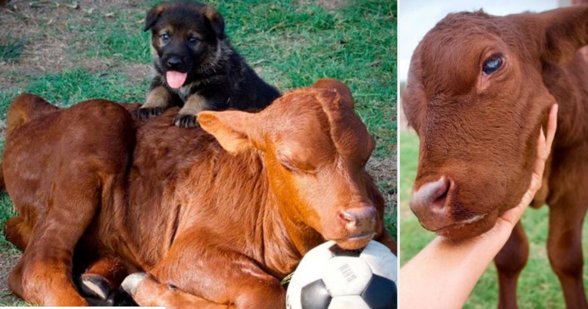 d2.png?resize=412,275 - Adopted Calf Believes That He is a Pup After Living With a Family of German Shepherd