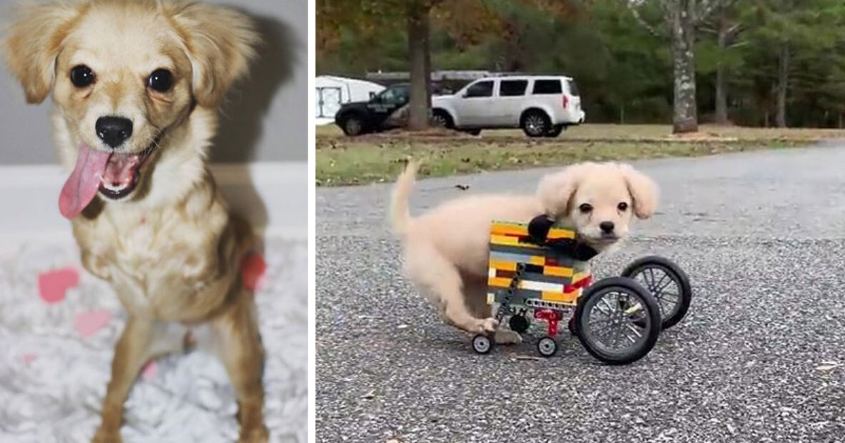 d3 1.png?resize=1200,630 - Unwanted Puppy Got Another Chance To Live A Happy Life With The Help of A Lego Wheelchair Made By a 12 Years Old Kid