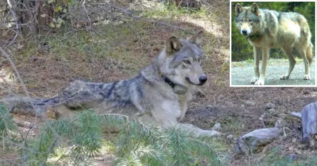 d4 3.png?resize=1200,630 - An Endangered Wolf Walked for 9,000 Miles and Passed Away as It Could Not Find a Mate