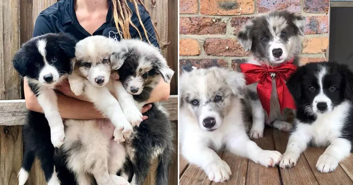 d4 5.png?resize=412,275 - Welcome to the Aussie Café, Play With These Adorable Little Border Collie Pups Here Along With Your Coffee