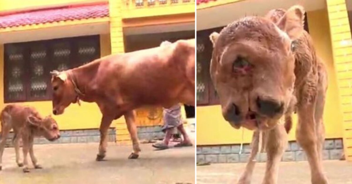 d5 6.png?resize=412,275 - Cow Born With Two Mouths, 4 Eyes and a Pair of Ears Quickly Became a Tourist Attraction
