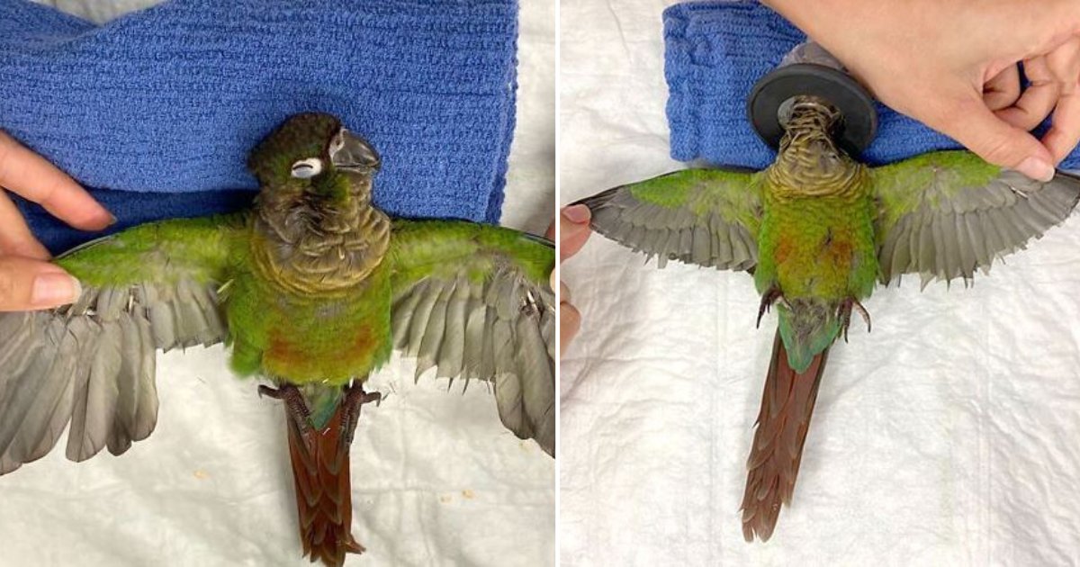 d5 7.png?resize=1200,630 - A Vet Gave New Wings to This Parrot As They Were Cut Down By Its Owner