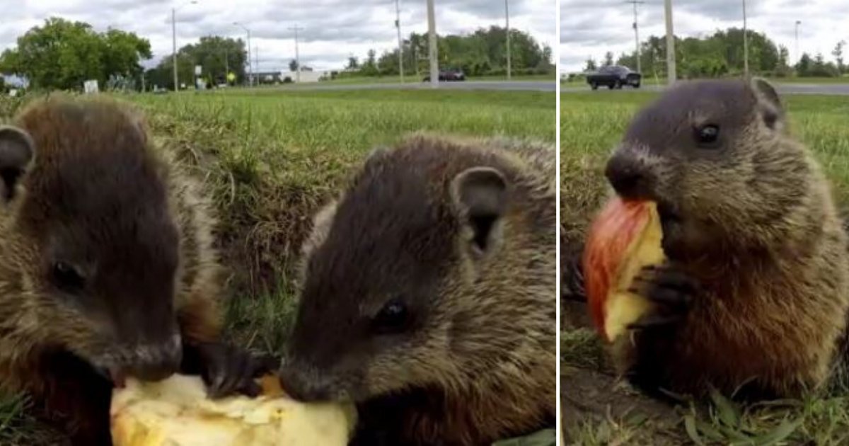 d6 5.png?resize=412,232 - Adorable Groundhogs Munch on a Slice of Apple