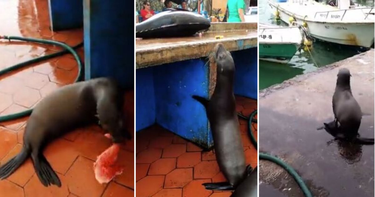 d6 6.png?resize=412,275 - A Daring Sea Lion Tries to Steal a Fish