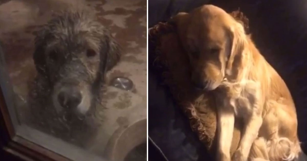 dog playing in mud.jpg?resize=412,275 - Video Of An Adorable Golden Retriever Playing In The Mud