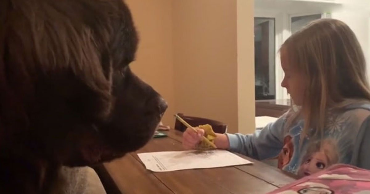 dog waiting for best friend.jpg?resize=1200,630 - Heartwarming Video Shows This Newfoundland Waiting For Its Best Friend To Finish Her Homework