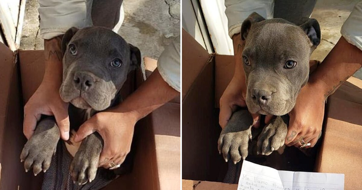 dog5.png?resize=412,232 - 12-Year-Old Boy Left His Puppy Outside A Shelter Along With A Heartbreaking Letter