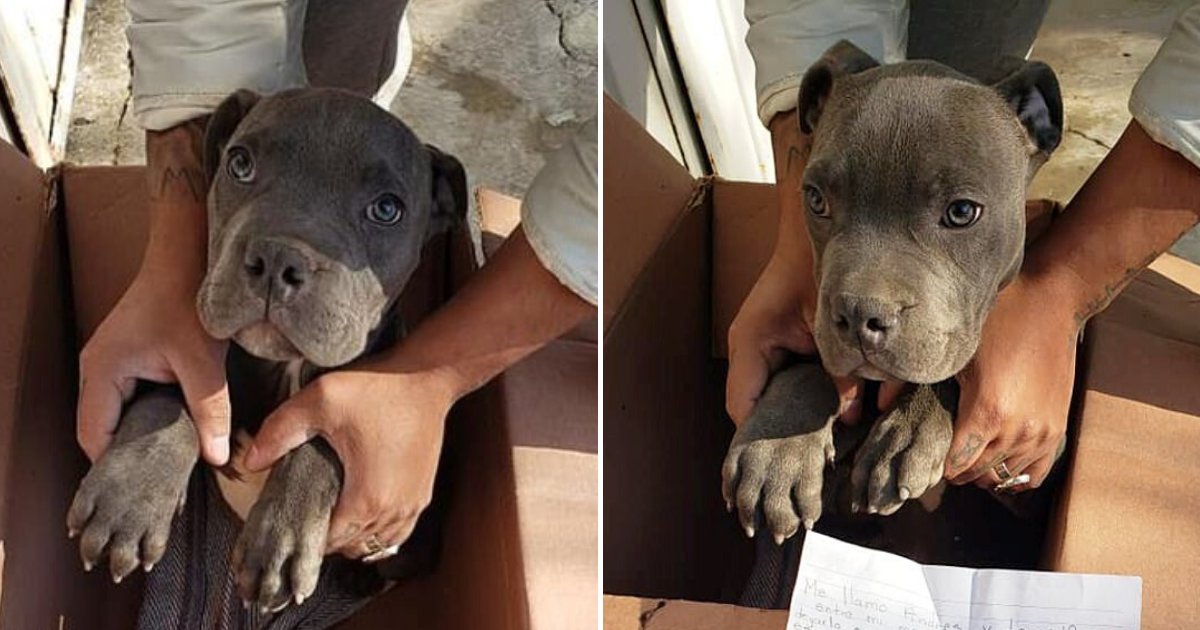 dog5.png?resize=412,275 - 12-Year-Old Boy Left His Puppy Outside A Shelter Along With A Heartbreaking Letter