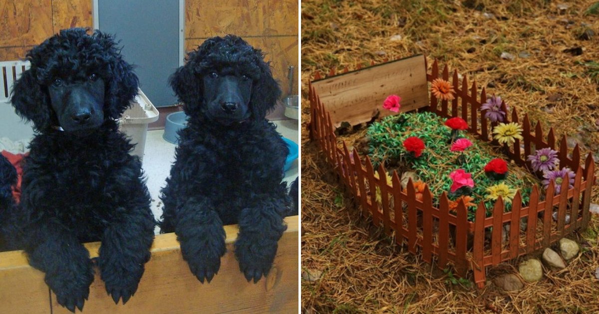 dogs.png?resize=412,275 - Officer Who Took The Lives Of Two Dogs In Front Of Owner Apologized For His Behavior
