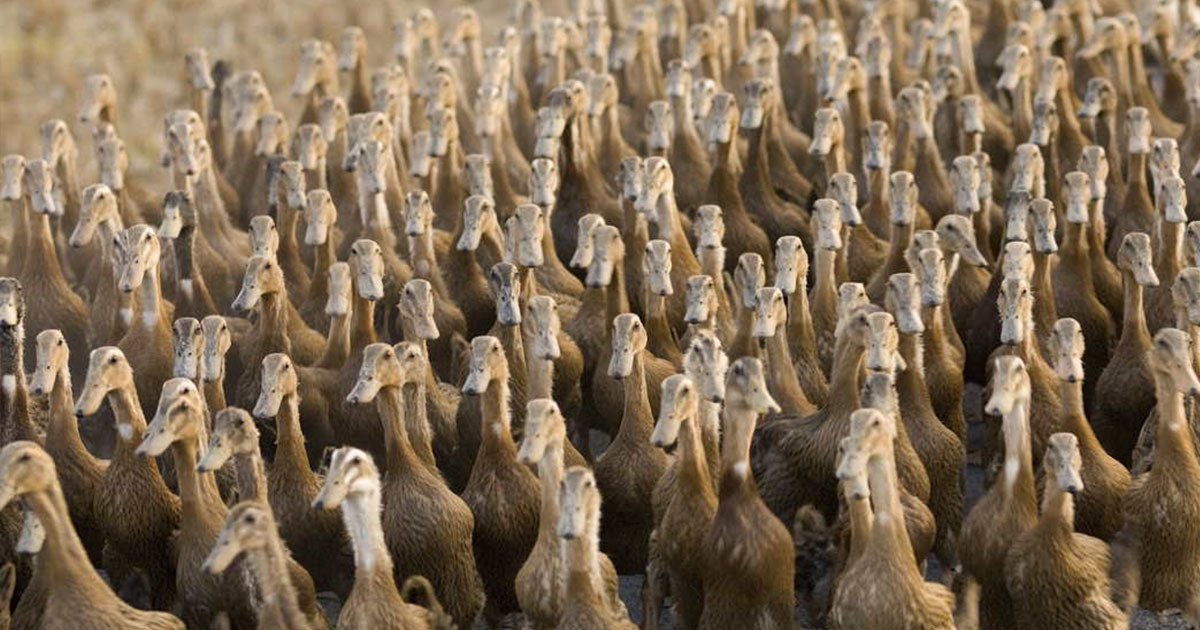 duck army.jpg?resize=412,275 - La Chine va libérer 100 000 canards pour combattre les sauterelles au Pakistan