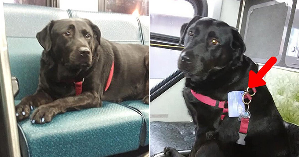 eclipse6.png?resize=1200,630 - Responsible Dog Takes The Bus Everyday To A Park All By Herself And Spends Hours Getting Exercise