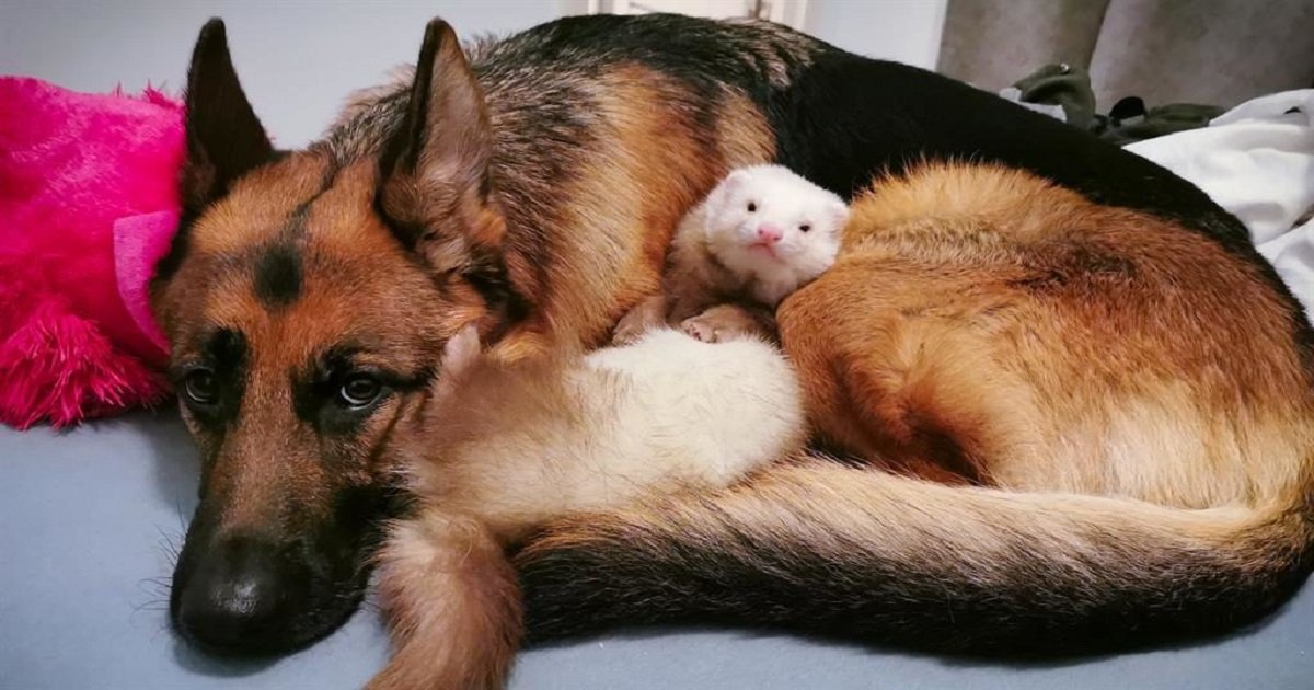 f3 5.jpg?resize=412,275 - Unique Friendship Between An Alsatian And A Ferret