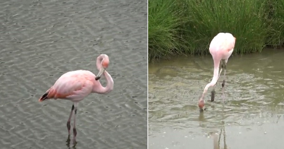 f3 6.jpg?resize=412,275 - Gorgeous Pink Flamingo Started Enjoying Its Meal Within Sight Of Amazed Tourists