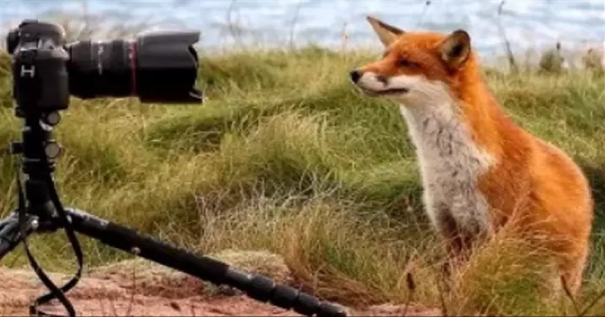 f3.jpg?resize=412,275 - Two Photographers Became 'Foster' Parents To An Orphaned Fox