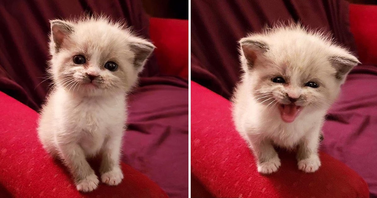 fgdfgdfg.jpg?resize=412,275 - Foster Kitty Smiles During A Photoshoot And Has Won The Hearts of Millions Of People On The Internet