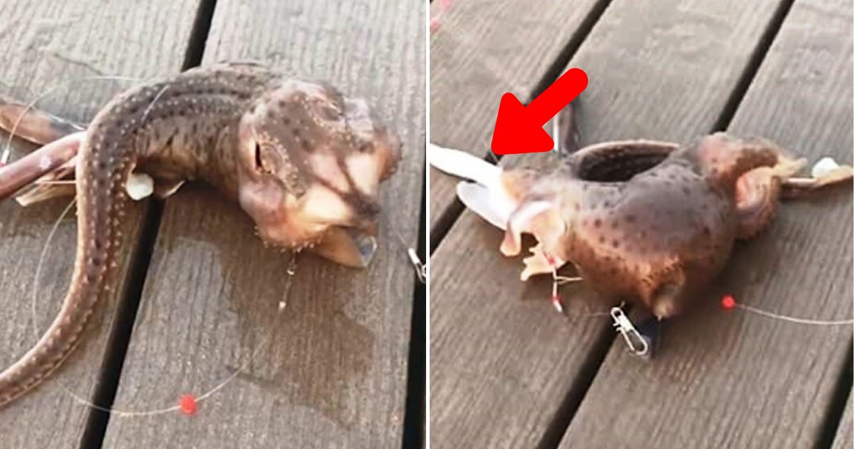 fish.png?resize=412,275 - Fisherman Caught A Freaky Three-Legged Creature From The Atlantic Ocean