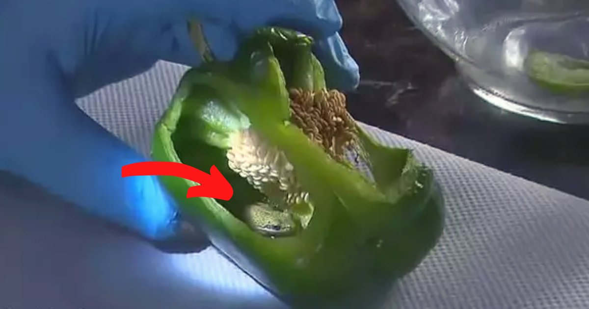 frog5.png?resize=1200,630 - Couple Found A Live Frog Inside Their Bell Pepper While Preparing Dinner