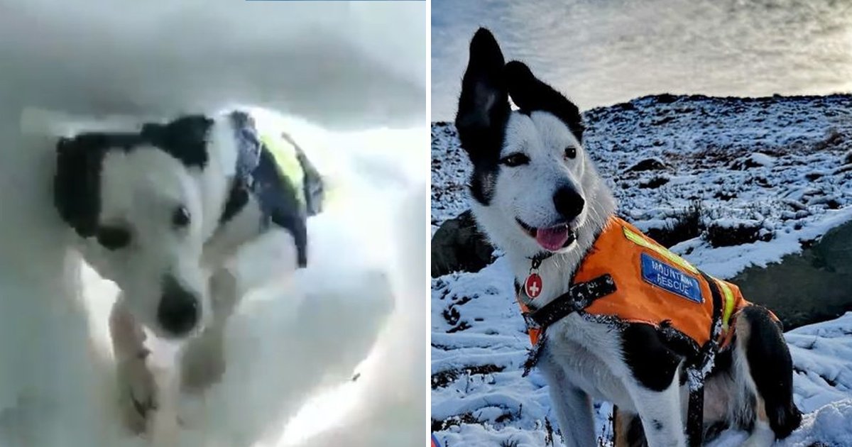 gagasgag.jpg?resize=412,275 - Watch How This Mountain Rescue Dogs Saves The Life Of  A Man Burried in Snow