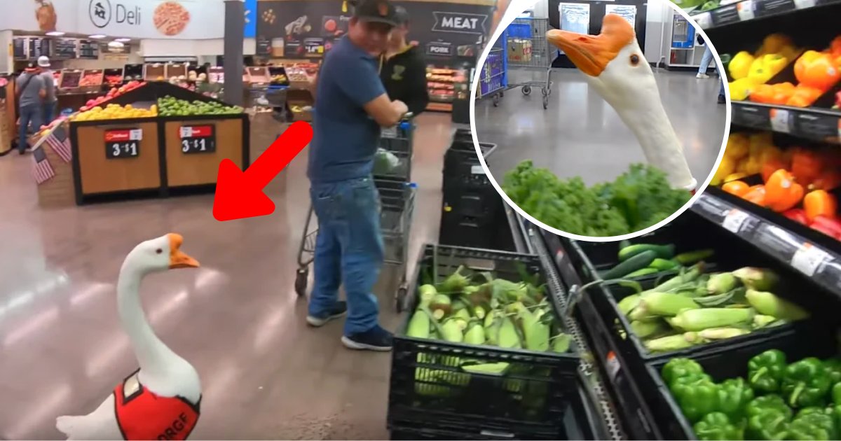 george5.png?resize=412,275 - Pet Goose Took A Late Night Trip To Store To Find Snacks For His Human Family