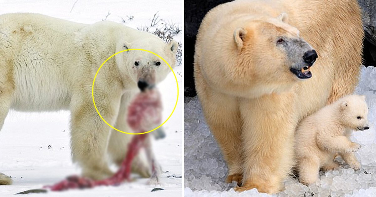 gggg.jpg?resize=412,275 - Polar Bears Forced Into Cannibalism With Large Bears Attacking Female Bear With Cubs Due To Fossil Fuel Extraction And Climate Change