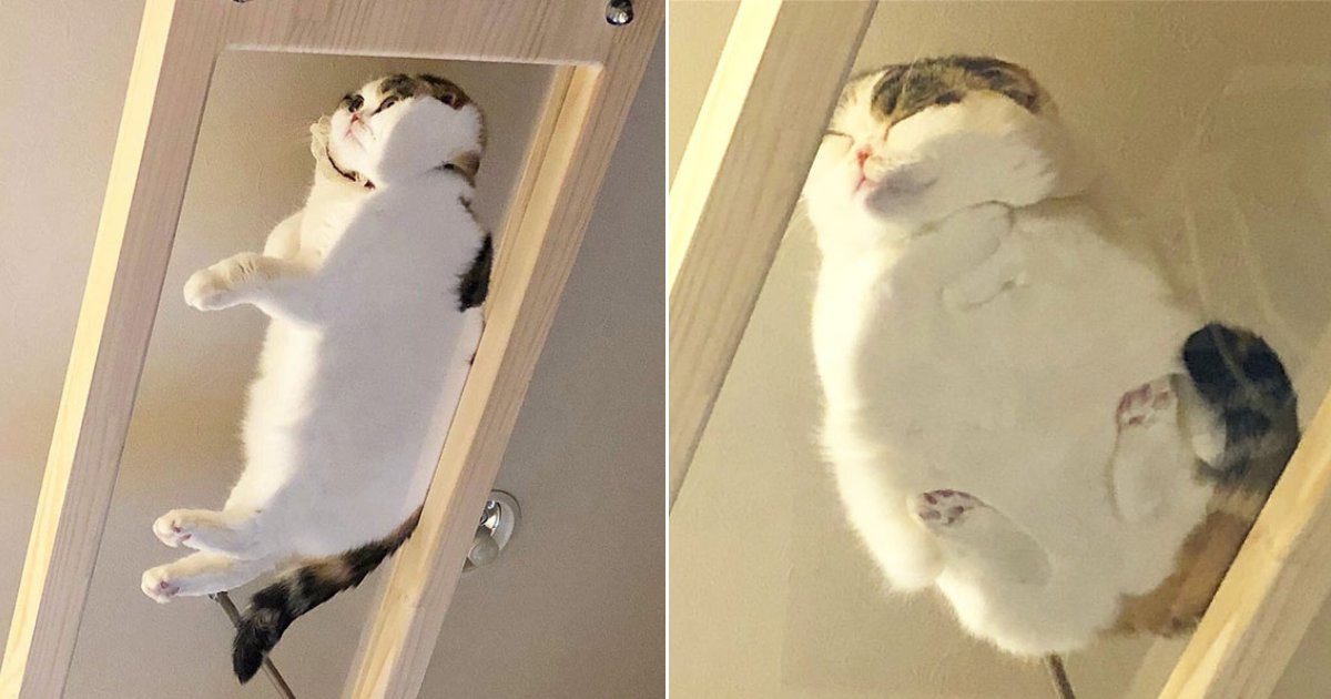 glass table cats.png?resize=412,232 - 30 Hilarious Photos Showing Why Glass Tables Are Perfect For Cats