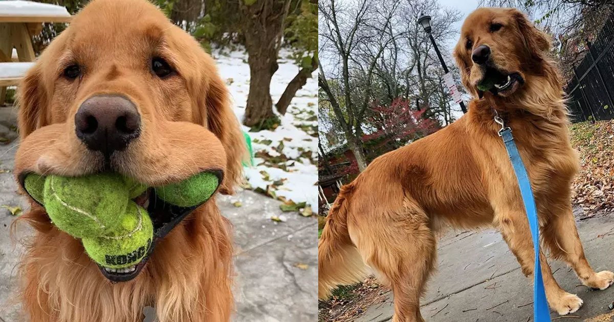 golden retriever put six balls in his mouth beating the previous guinness world record holder of five.jpg?resize=1200,630 - A Golden Retriever Put Six Balls In His Mouth, Beating The Previous Guinness World Record Holder Of Five