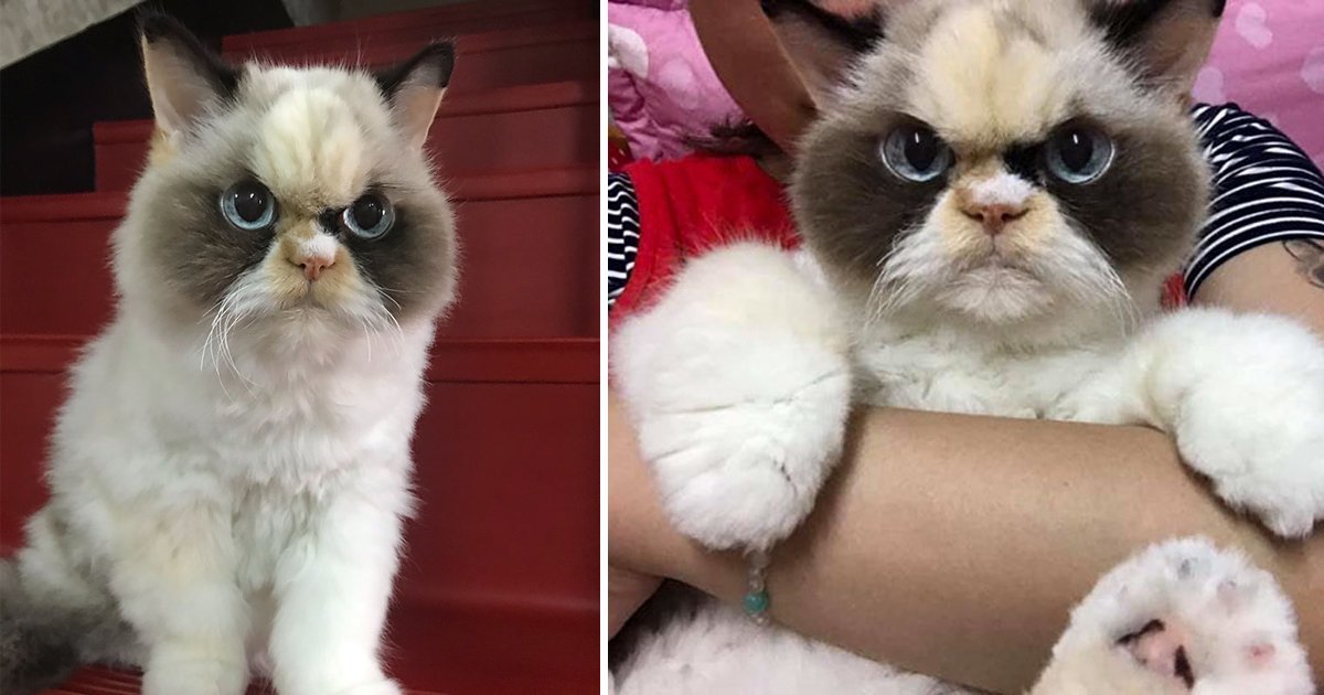 gsgsdg.jpg?resize=412,275 - New Grumpy Cat Gives More Angry Looks And Has Surpassed Her Late Ancestor