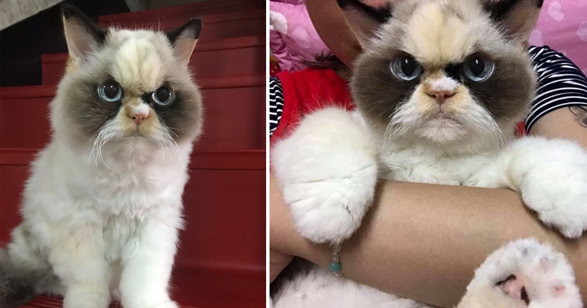 gsgsdg.jpg?resize=412,232 - New Grumpy Cat Gives More Angry Looks And Has Surpassed Her Late Ancestor
