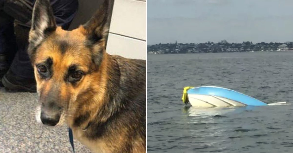 heidi5.png?resize=1200,630 - Hero Dog Swam For 11 Hours In The Dark To Help Owner After Their Boat Capsized In Water