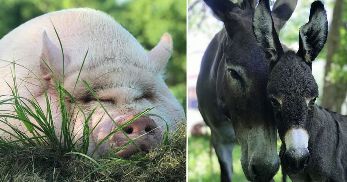 ima survivor animal sanctuary.jpg?resize=412,275 - Farm Turned Into An Animal Sanctuary After Hurricane Harvey