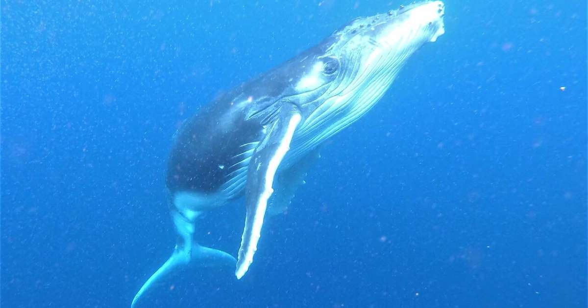 img 5e42cccf8ea50.png?resize=412,275 - A Humpback Whale Showed Her Newborn Baby To The Swimmers