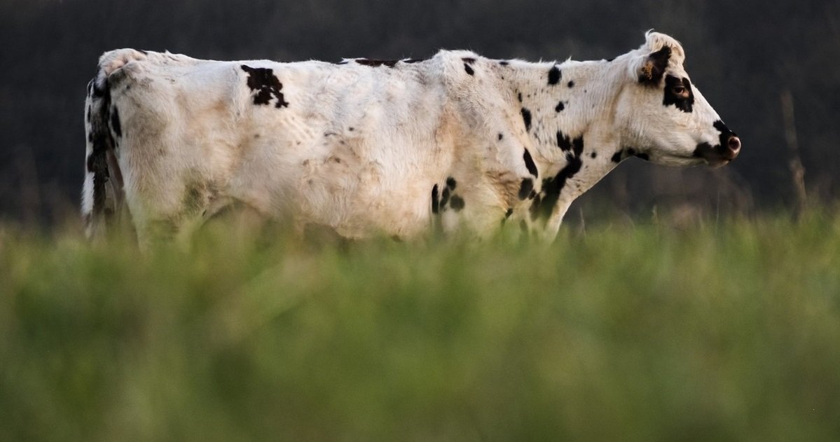 l214.jpg?resize=412,275 - L'association L214 dévoile une nouvelle vidéo choquante des sévices pratiqués dans le plus grand abattoir de veaux en France