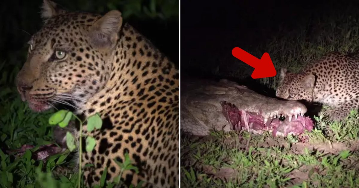 leopard7.png?resize=1200,630 - Fearless Leopard Risked Its Life To Steal Food From A Crocodile's Mouth