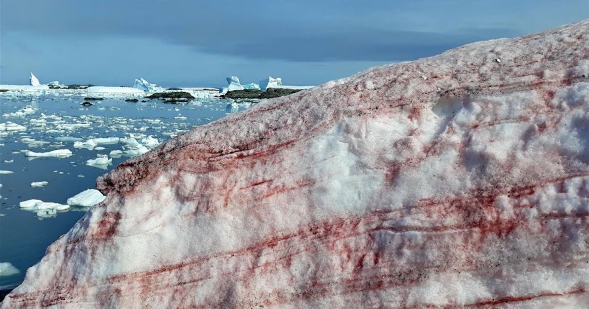 neige rouge antarctique.png?resize=1200,630 - Antarctique : la neige prend une couleur rouge à cause d’une algue et du changement climatique