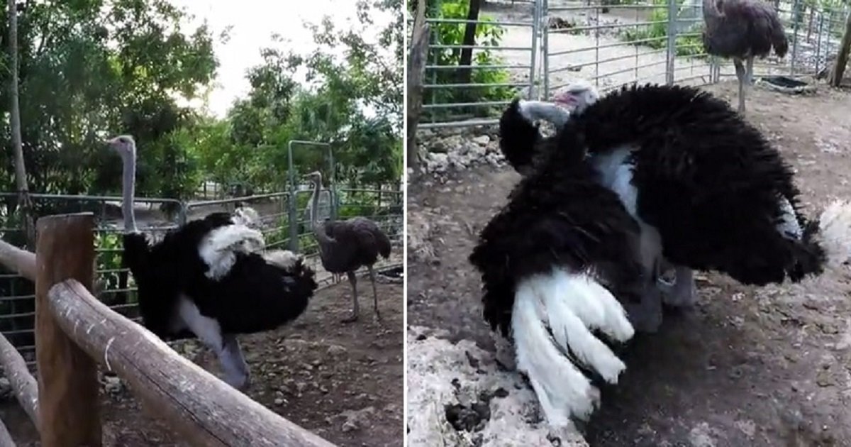 o3.jpg?resize=412,275 - Giant Ostrich Showed Off His Moves To Get Attention