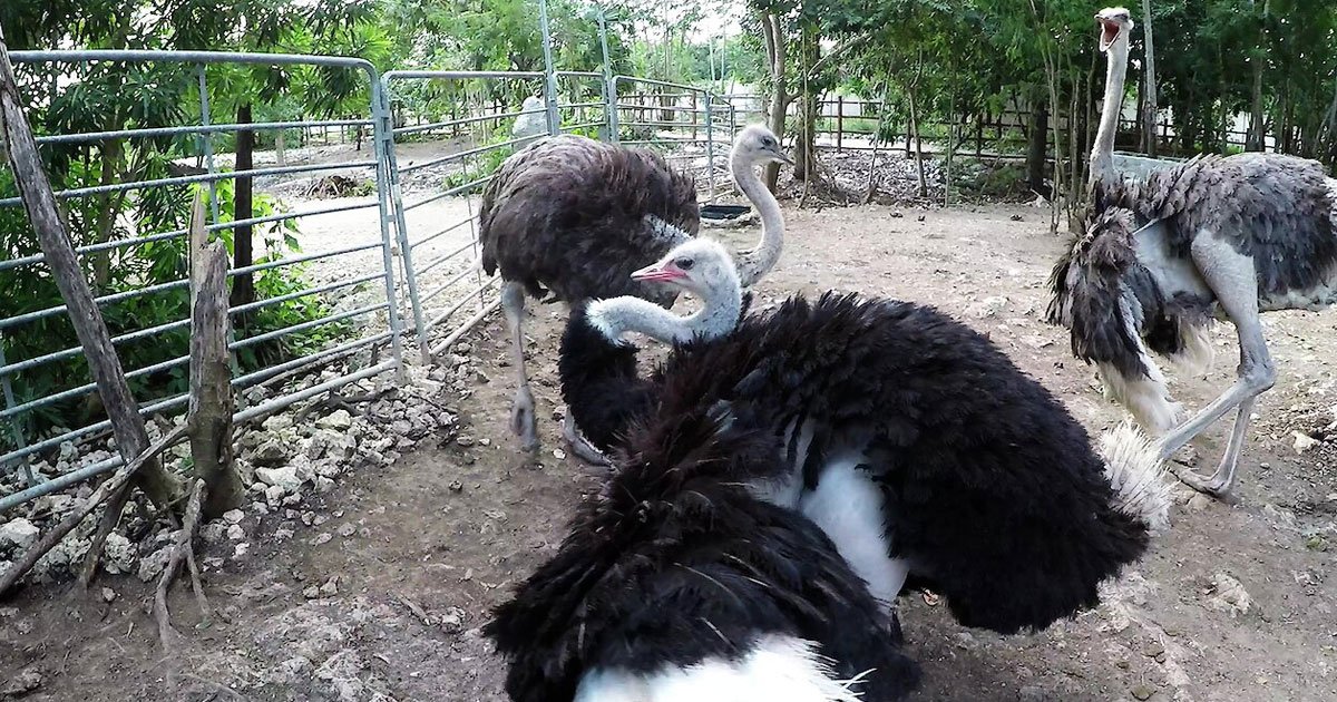 ostrich dancing attract female.jpg?resize=1200,630 - Video Of a Male Ostrich Dancing To Attract Female At a Wildlife Sanctuary