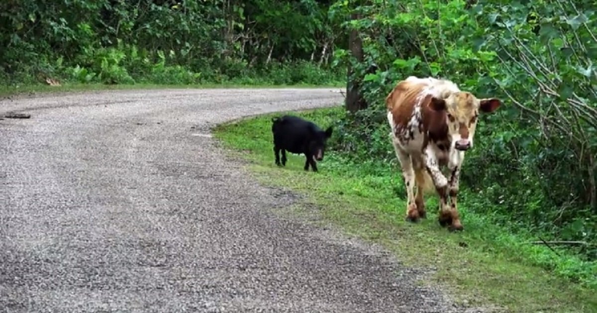p3 3.jpg?resize=1200,630 - A Wild Pig Casually Joined A Cow For A Friendly Stroll Down The Road