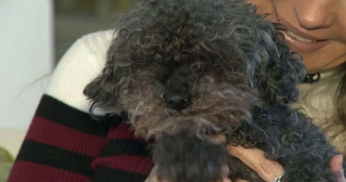 p3 8.jpg?resize=1200,630 - Poodle Miraculously Survived After Being Snatched By A Hawk In A Backyard