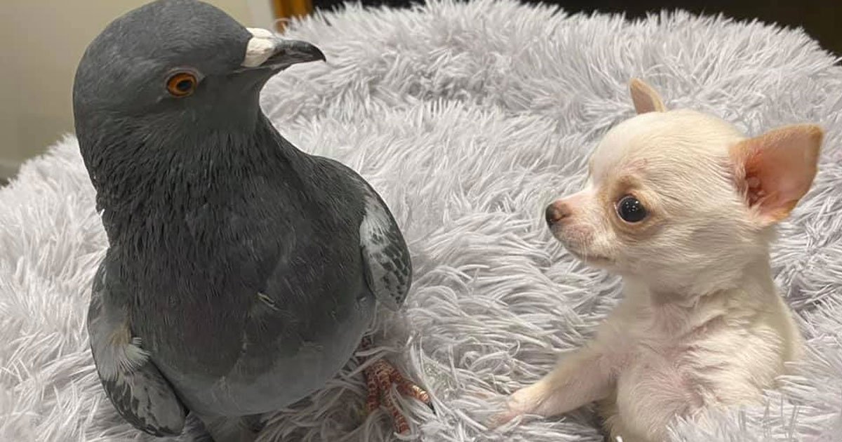 pigeon and chihuahua started bonding so well after meeting at a non profit that helps pets with birth defects.jpg?resize=1200,630 - A Strong Bond Formed Between A Pigeon And A Chihuahua Who Both Have Special Needs