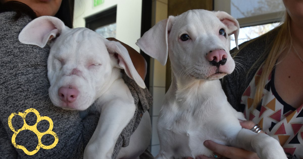 pups6.png?resize=412,275 - Loving Brother Puppy Refuses To Leave His Blind And Deaf Sister Pup’s Side