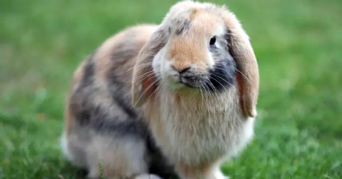 r3.jpg?resize=1200,630 - A Veterinary Association Has Petitioned To Ban Sale Of Single Rabbits As Pets