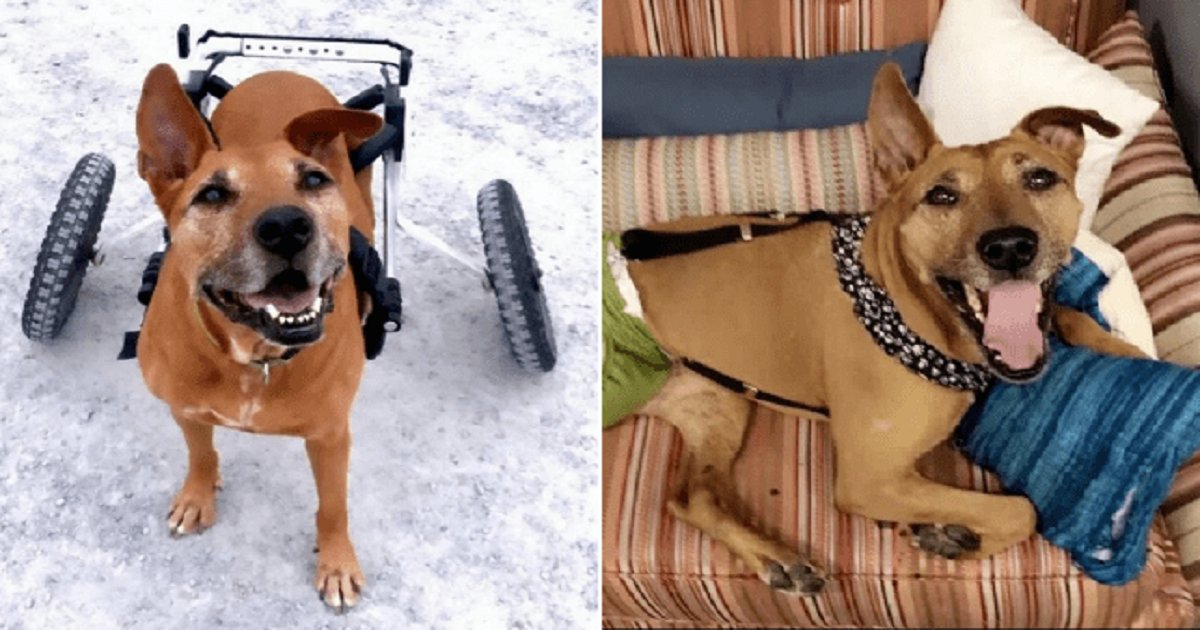 r3.png?resize=1200,630 - An Amazing Rescue Dog Has Unbroken Spirit Despite Her Former Rough Life