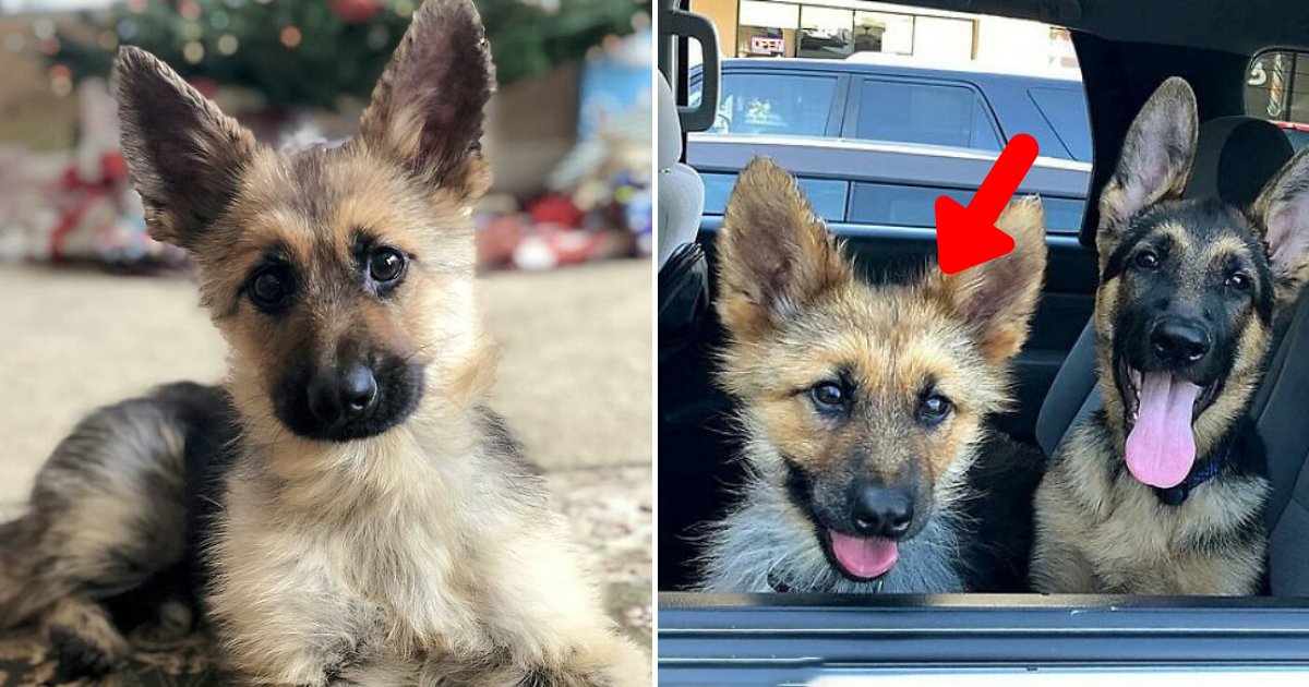 ranger6.png?resize=412,232 - Adorable German Shepherd With Dwarfism Will Look Like A Tiny Puppy Forever
