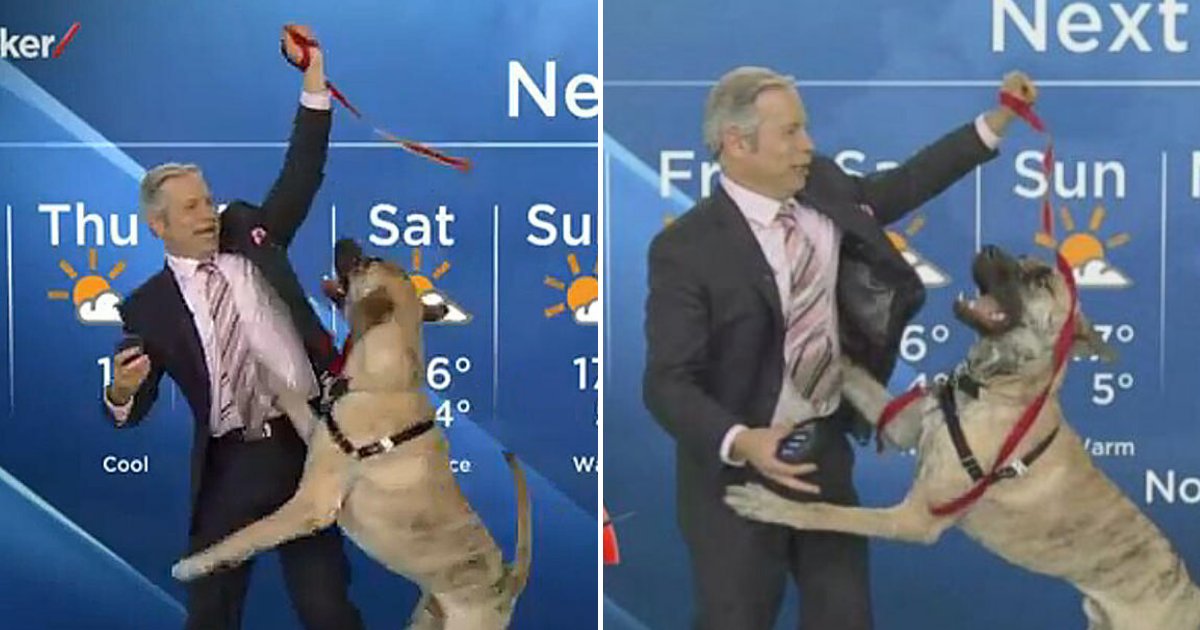 ripple6.png?resize=412,232 - Playful Dog Refused To Let Weather Reporter Finish His Report And Tried To Play With Him During Live Broadcast