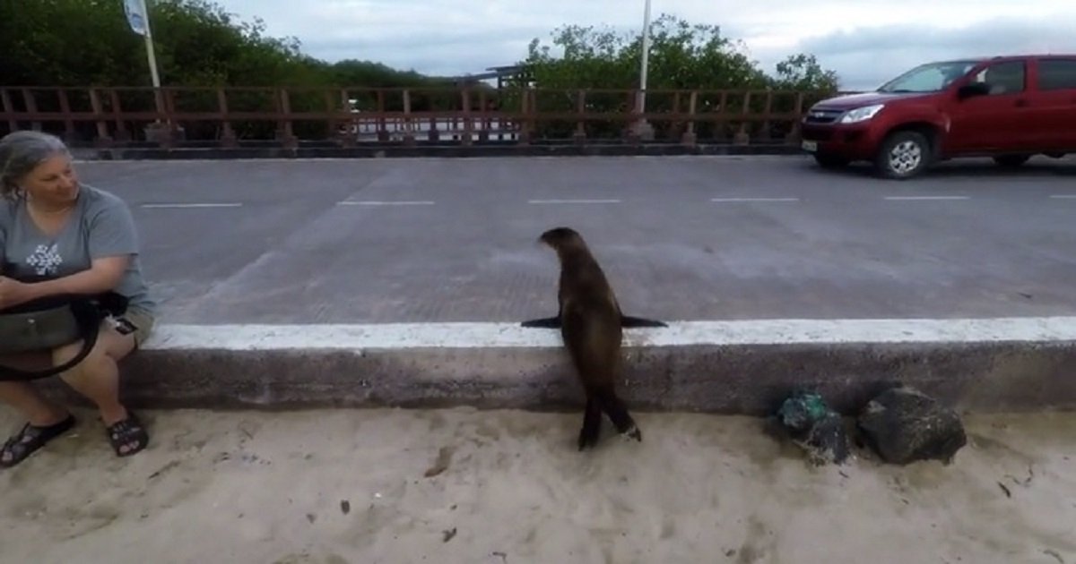 s3 1.jpg?resize=412,275 - Savvy Baby Sea Lion Knew To Look Both Ways Before Crossing The Road