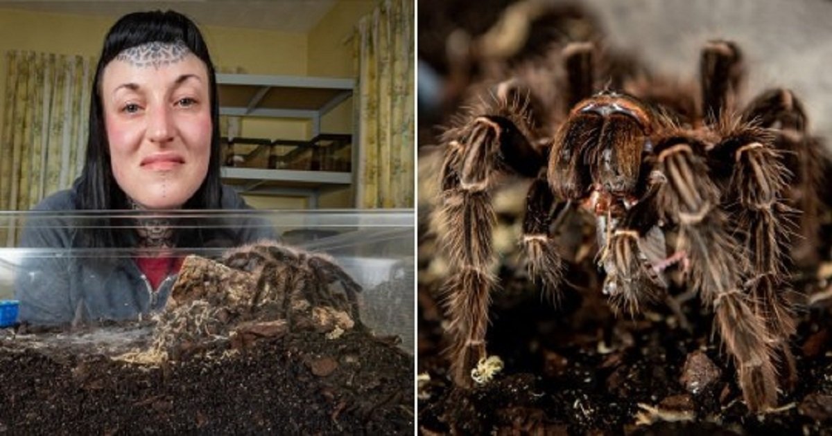 s3 3.jpg?resize=1200,630 - A Woman Who Has 35 Tarantulas Now Overcame Her Fears Of Spiders By Watching Videos Of Them