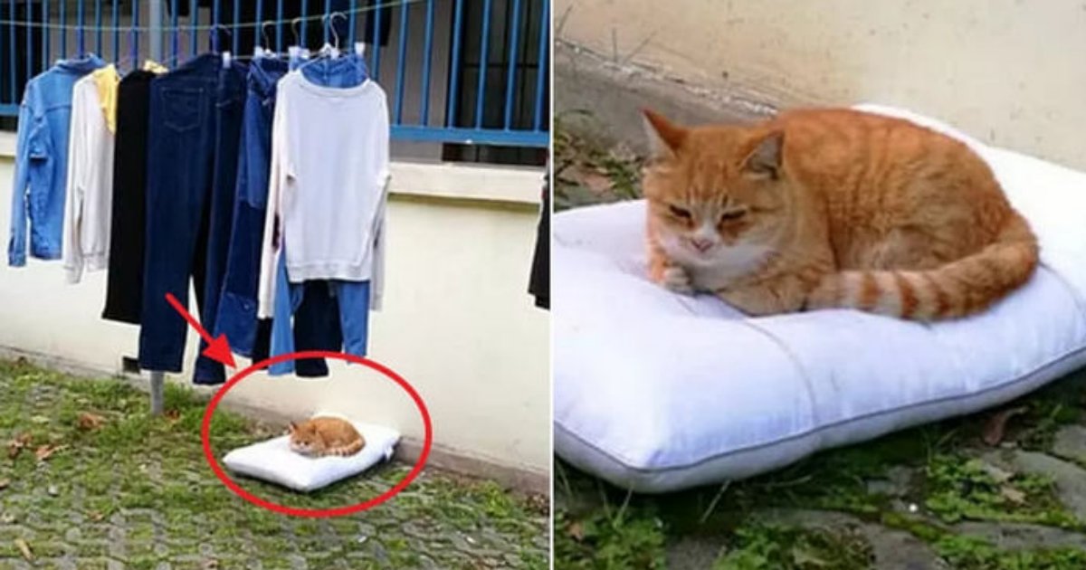sentakumono.png?resize=1200,630 - 洗濯物を取りに行った際に近くにうなだれている猫が干していた枕を占領していた件