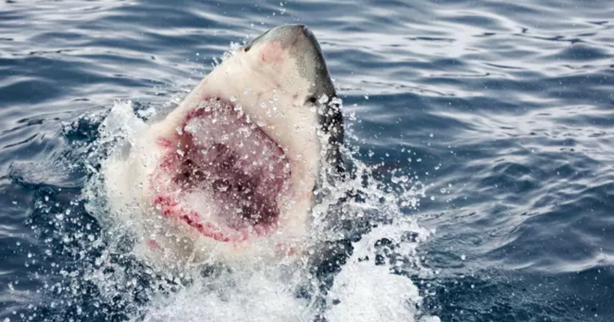 shark4.png?resize=412,275 - 60-Year-Old Man Escaped From A SHARK By Telling It To 'F*** Off' And Punching It In The Eye