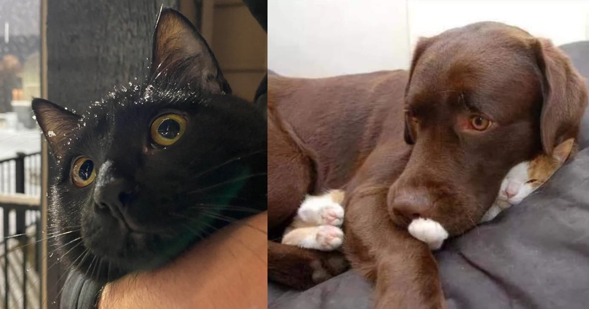 silly pets.png?fit=1024%2C538&ssl=1&strip=all - 20 Photos That Show Nothing Can Make You Happier Than Your Pets